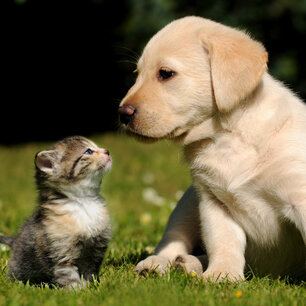 Ein kleiner Hund und eine kleine Babykatze sitzen nebeinander auf einer Rasenfläche und schauen sich an