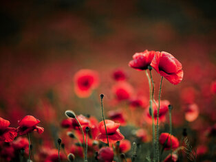 Alternativtext Blumen