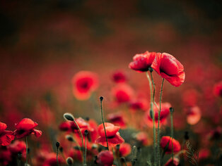 Alternativtext Blumen