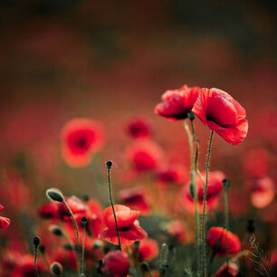 Alternativtext Blumen