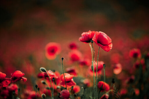 Alternativtext Blumen