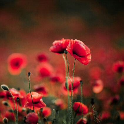 Alternativtext Blumen