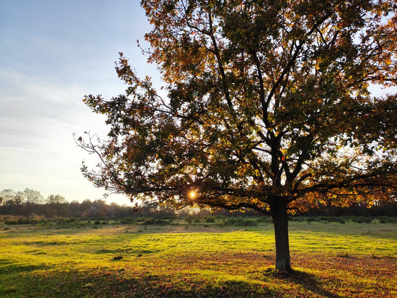 Es ist ein Baum im Sonnenuntergang zu sehen.