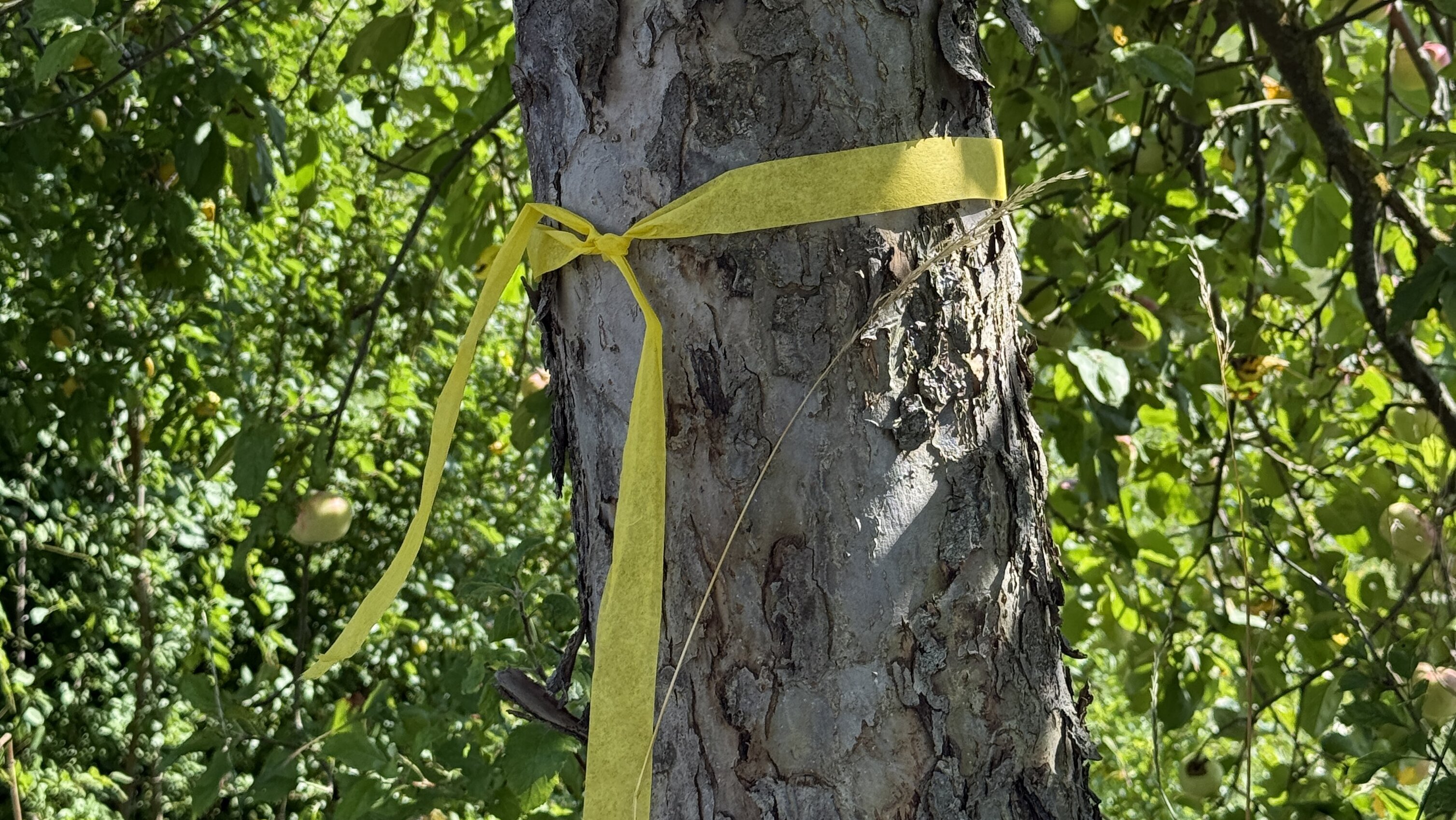 Symbolbild: Ein gelbes Band wurde um den Baumstamm eines Obstbaumes gebunden.