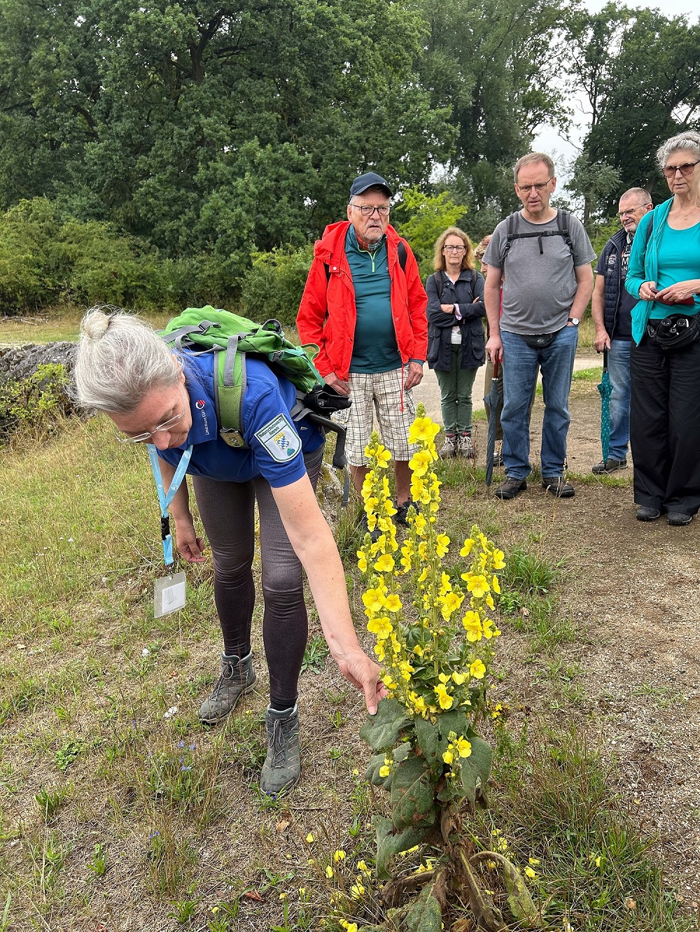 Erste Station war der Hainberg. Hier führte Marion Strupf durch das Naturschutzgebiet. 