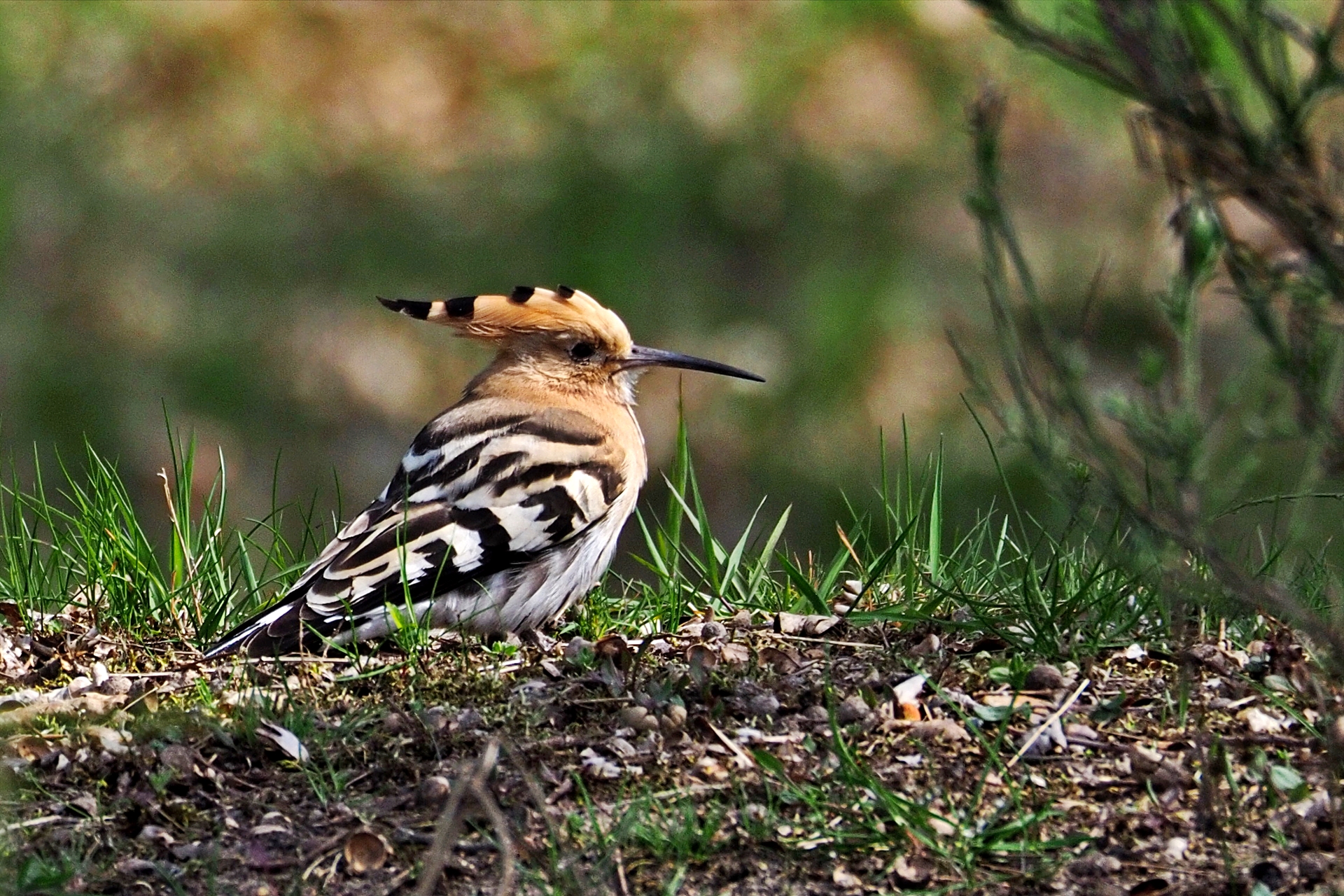 Das Bild zeigt die Vogelart Wiedehopf