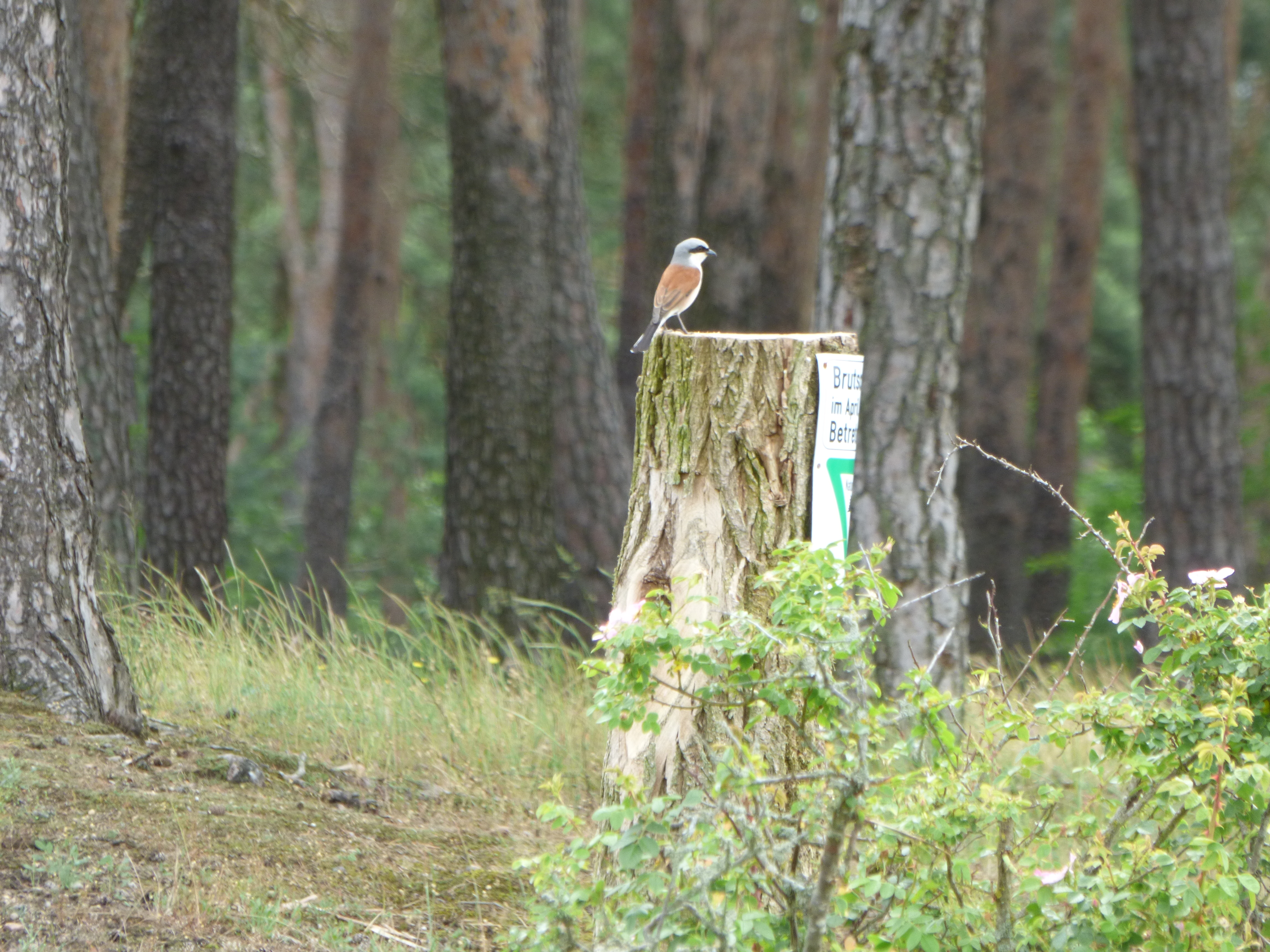 Das Bild zeigt die Vogel Art Neuntöter auf einem Baumstumpf.