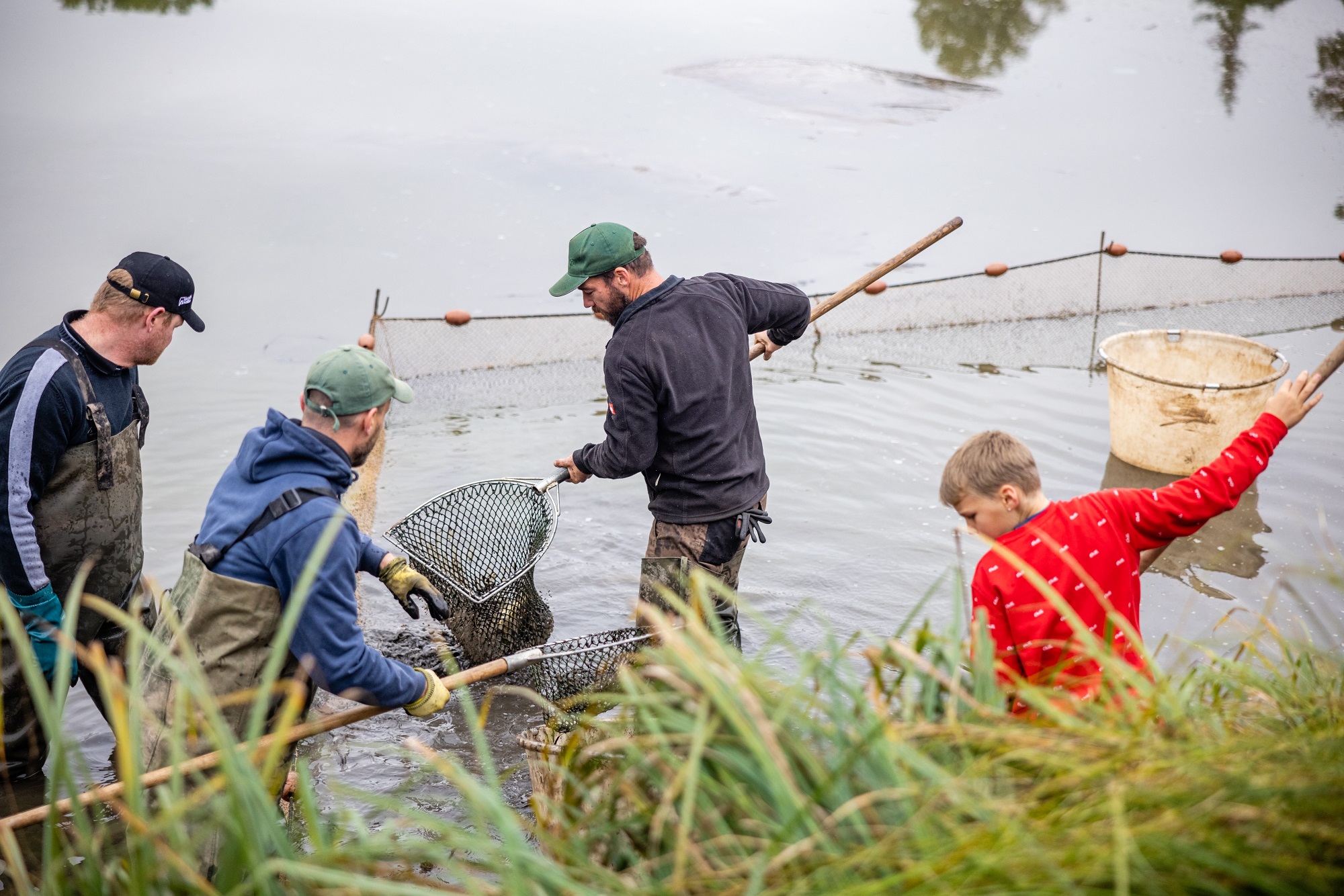 Saisonales Karpfenabfischen durch die Rechtlergemeinschaft am Weiher in Langenzenn-Horbach.